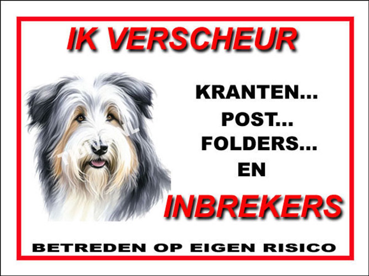 Bearded Collie 8