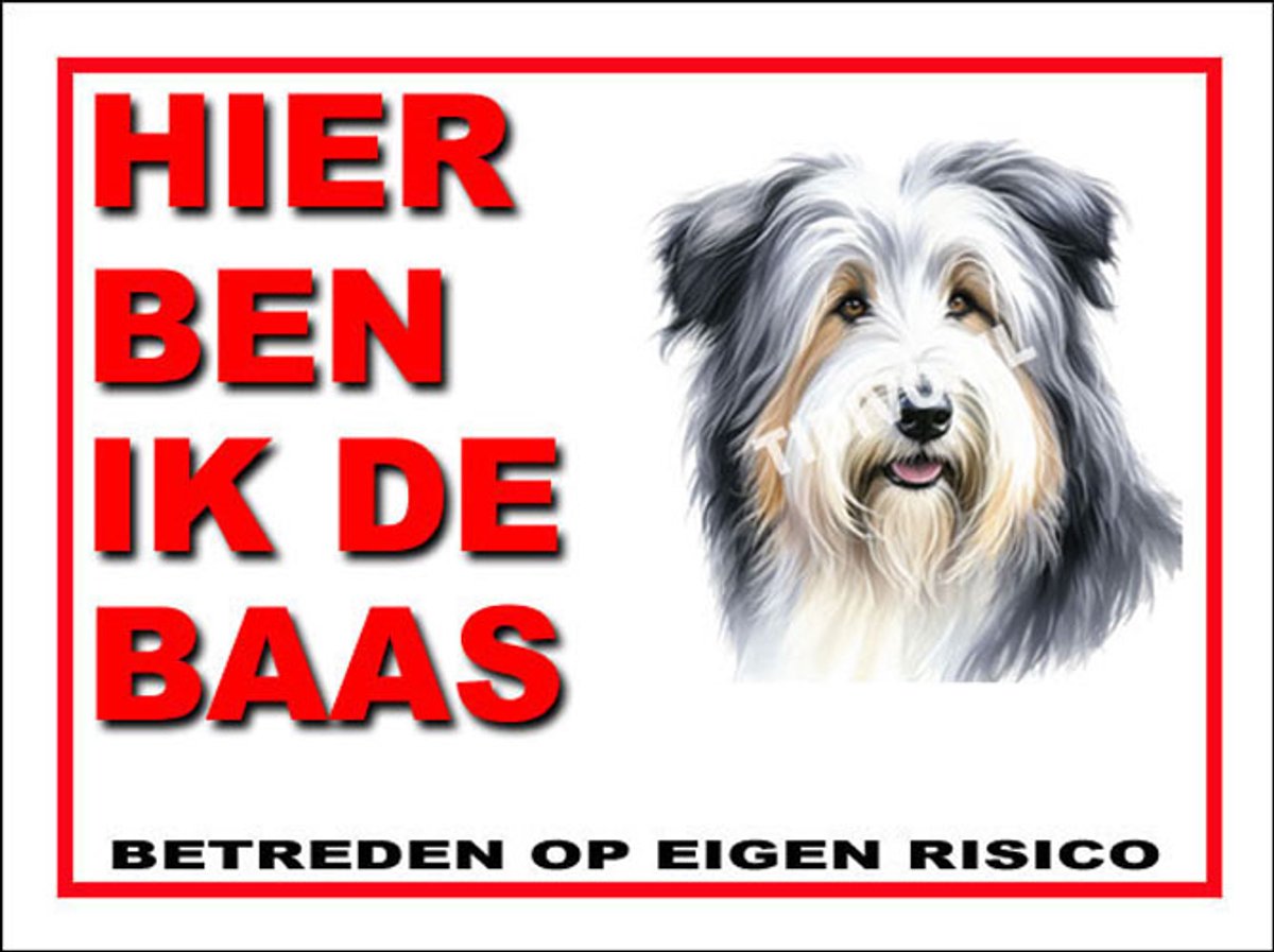 Bearded Collie 2
