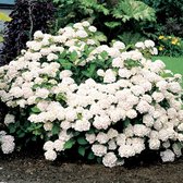 3x Hydrangea Macrophylla 'White Bouquet'- Hortensia wit - Set van 3 - ↑ 10-15cm - Ø 9,5cm