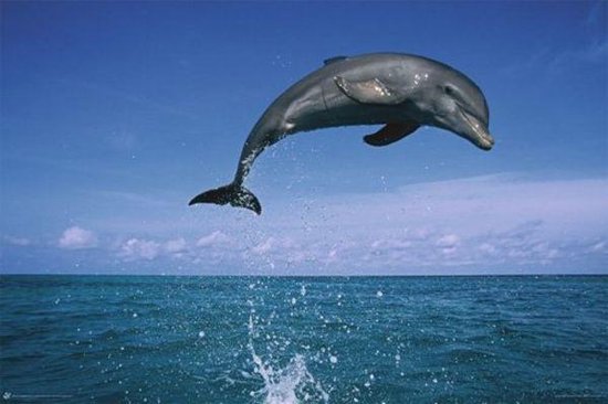 Jumping Dolphin - Maxi affiche (643)