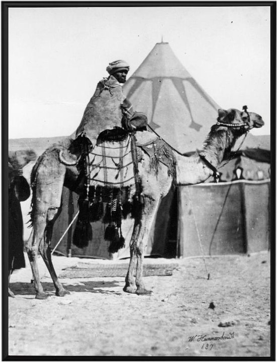 Arabische poster met man op de kameel in de Sahara, Islamitische poster,  A3-formaat, fotolijst inbegrepen.