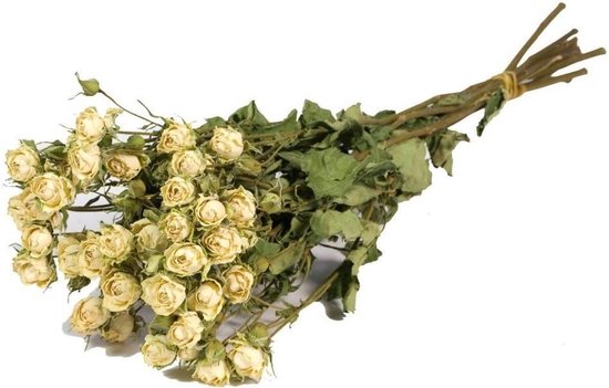 10 gedroogde witte rozen | bol.com