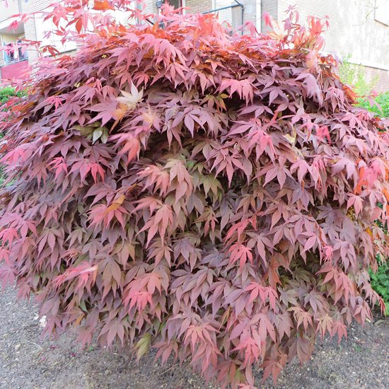 Bliksem cafe Verzorgen Acer Palmatum 'Atropurpureum' - Japanse Esdoorn rood - ↑ 50-60cm - Ø 19cm |  bol.com