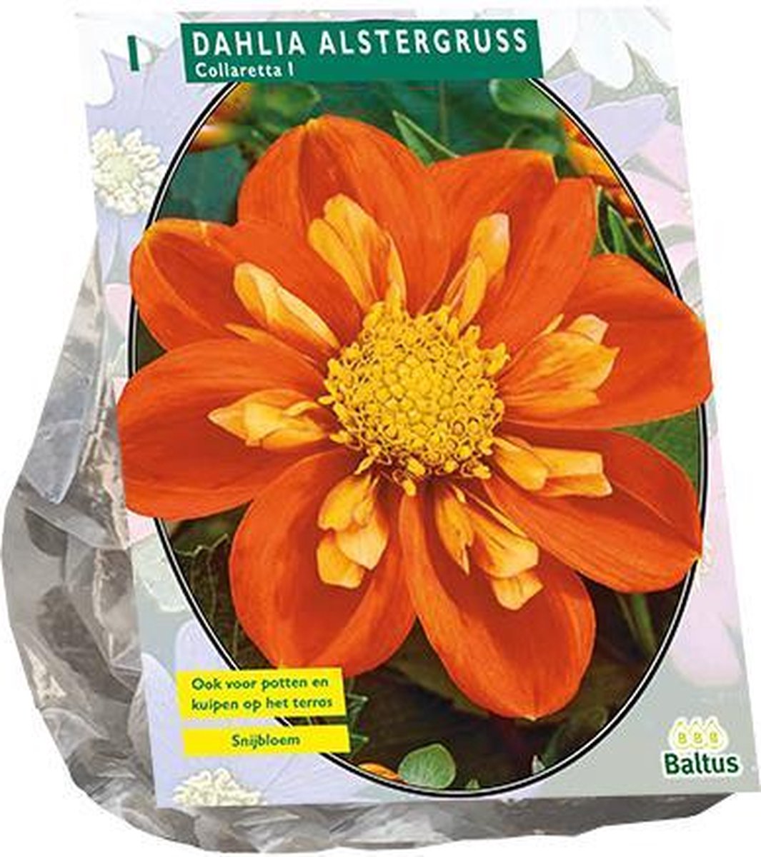 Dahlia Collarette Alstergruss per 1 | Oranje| Bijzonder | Anemone dahlia | Baltus Bloembollen