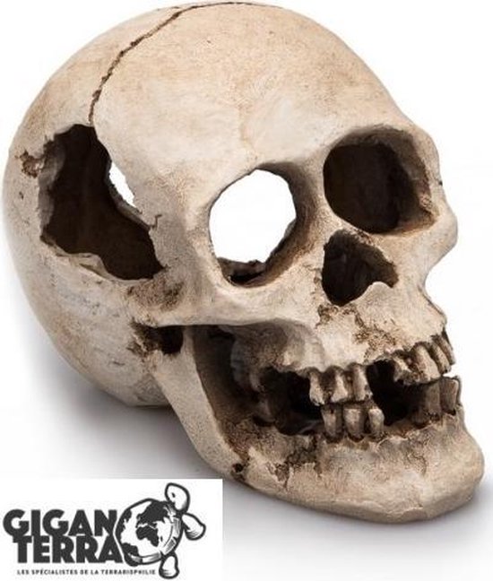 Crâne humain Giganterra 16 cm