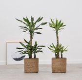 Mix - Dracaena Green + Golden Coast  100cm