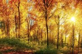 Dimex Sunny Forest Vlies Fotobehang 375x250cm 5-banen