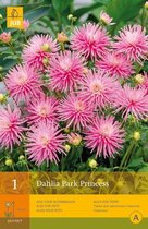 2 stuks 1 Dahlia Park Princess