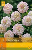 2 stuks 1 Dahlia Wittem