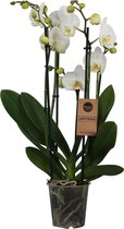 Orchidee | Phalaenopsis 5 tak Wit