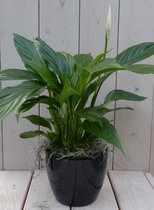 Lepelplant Spathiphyllum zwarte/antraciete pot 40 cm