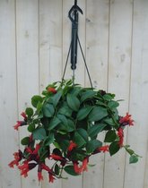 Hangplant Aeschynanthus