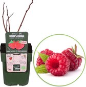 2x Rubus 'Sweet Sister' - Rode Dwergbraam - Biologisch - Set van 2 fruitheesters - ↑ 30-60cm - Ø 12cm