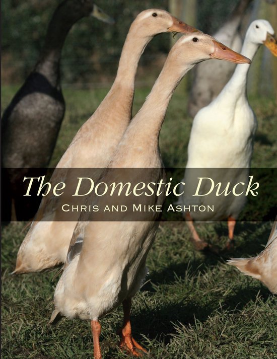 Domestic Duck - cover