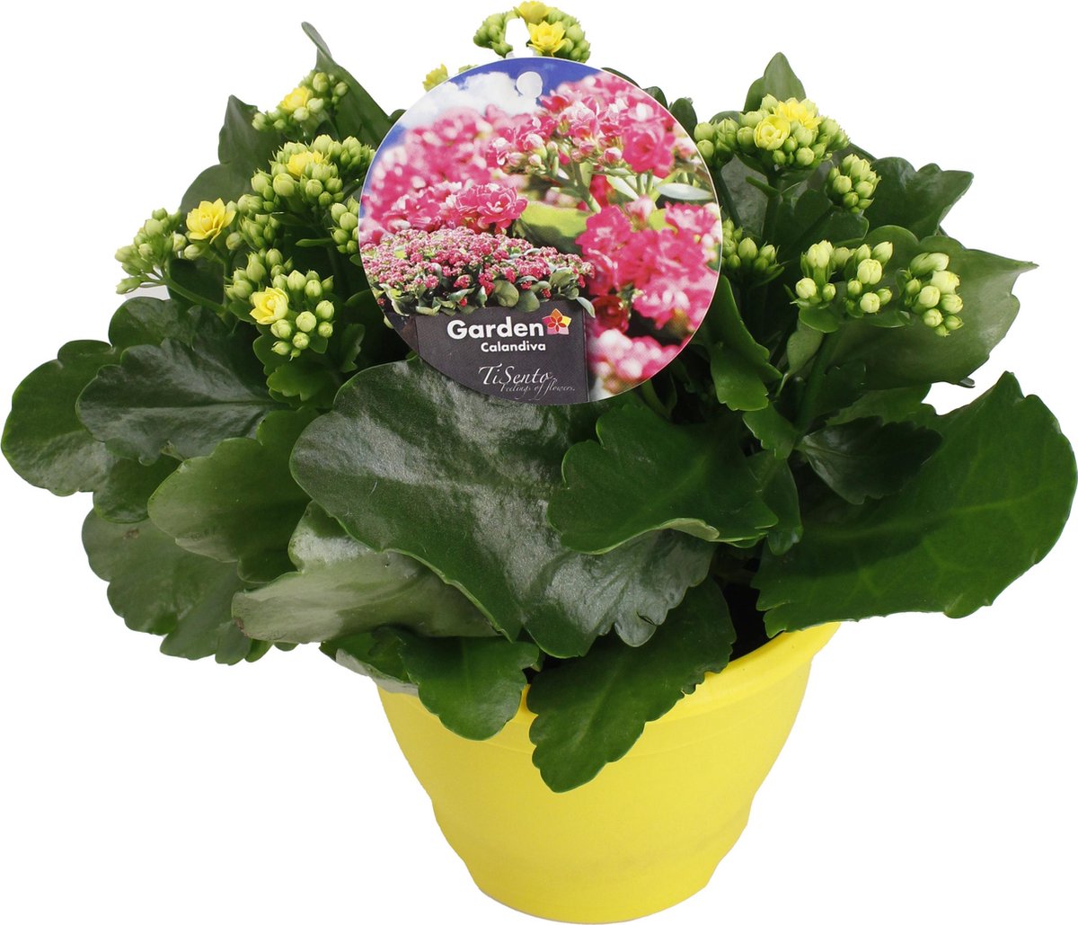 TiSento Calandiva plant – 17 cm – 3 stuks in gekleurde plastic pot | bol.com