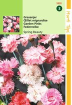 2 stuks - Hortitops - Dianthus Plum. Dbl.Bl.Gem. Spring Beauty