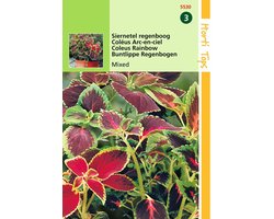 2 stuks Hortitops Coleus Blumei Regenboogmengsel