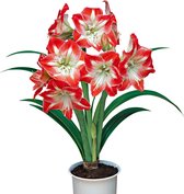 Hippeastrum Minerva' - Amaryllis - Rood Wit - Vroegbloeier - Bloembol  Ø 26-28 cm