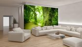 Forest Nature Trees Photo Wallcovering