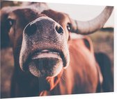 Texas longhorn van dichtbij - Foto op Plexiglas - 90 x 60 cm