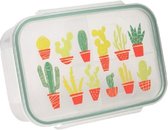 Sugar Booger Lunchbox Cactus
