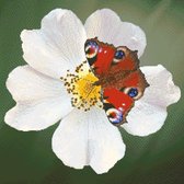MyHobby Borduurpakket – Rode vlinder 40×40 cm - Aida stof 5,5 kruisjes/cm (14 count)