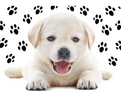 Papillon voerbak dieren placemat Hond 50x40 cm Wit - Vocht- en vuilopnemend