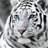 Diamond Painting World - Witte tijger – 40x40cm - Diamond painting - Diamond painting pakket – volledig bedekt – Volwassenen