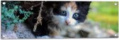 WallClassics - Tuinposter – Gevlekte Kitten onder een Boom - 90x30 cm Foto op Tuinposter (wanddecoratie voor buiten en binnen)