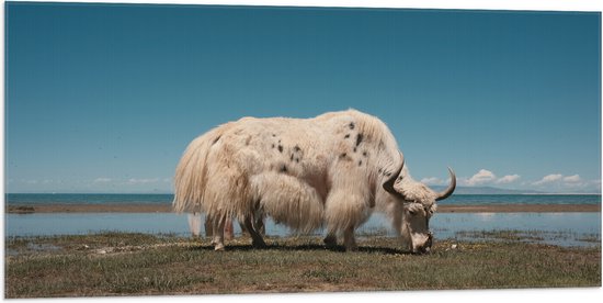 WallClassics - Vlag - Grazende Witte Stier bij het Water - 100x50 cm Foto op Polyester Vlag