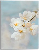 WallClassics - Dibond - Witte Sakura Bloem - 30x40 cm Foto op Aluminium (Met Ophangsysteem)