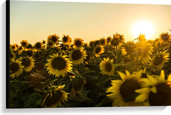 WallClassics - Canvas - Zonnenbloemen in een Veld met Felle Zon - 90x60 cm Foto op Canvas Schilderij (Wanddecoratie op Canvas)