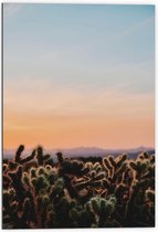 WallClassics - Dibond - Cylindropuntia Fulgida Plantjes voor Berglandschap met Oranje Lucht - 70x105 cm Foto op Aluminium (Met Ophangsysteem)