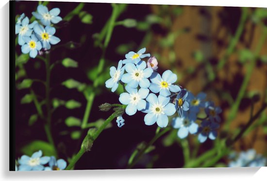 WallClassics - Canvas - Groepje Myosotis Latifolia Pastelblauwe Bloemen - 90x60 cm Foto op Canvas Schilderij (Wanddecoratie op Canvas)