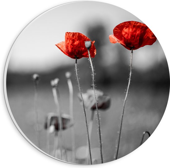PVC Schuimplaat Muurcirkel - Rode Bloemen op Zwart-witte Achtergrond - 20x20 cm Foto op Muurcirkel (met ophangsysteem)