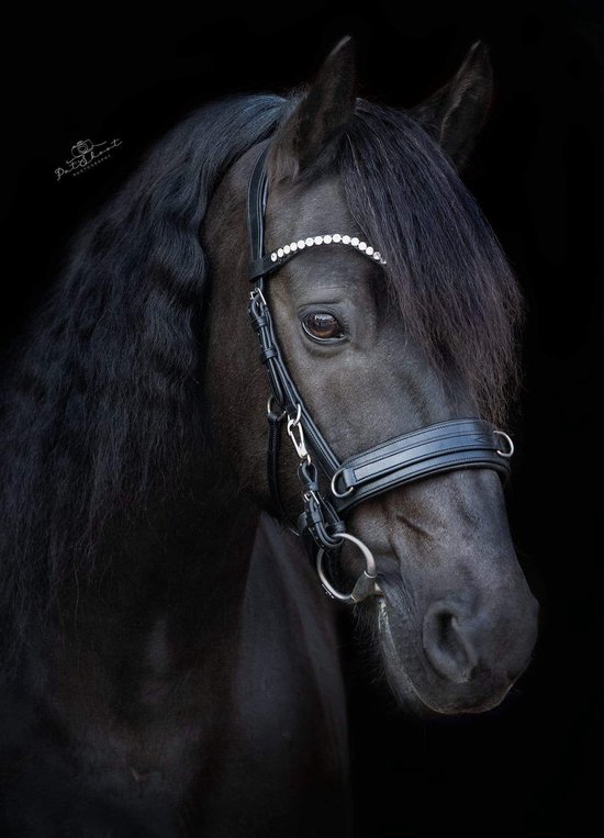 OnHorses V Frontal White Complet - V Frontal Wit Complet