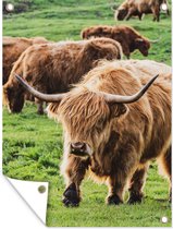 Tuinschilderij Schotse hooglander - Koeien - Gras - 60x80 cm - Tuinposter - Tuindoek - Buitenposter