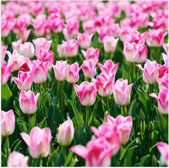 Poster (Mat) - Roze Bloemen in Bloemenveld - 50x50 cm Foto op Posterpapier met een Matte look