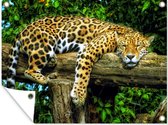 Affiche de jardin - Toile de jardin - Posters de jardin extérieur - Jaguar - Arbre - Forêt tropicale - 120x90 cm - Jardin