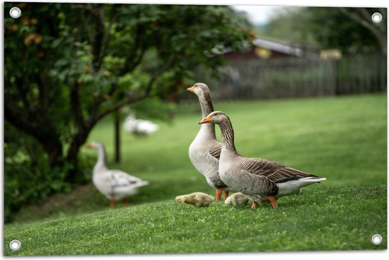 WallClassics - Tuinposter – Ganzen met Baby's in het Park - 75x50 cm Foto op Tuinposter (wanddecoratie voor buiten en binnen)