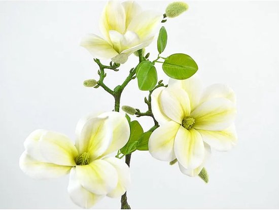Kunsttak Magnolia Beige/wit - Kunstbloem Magnolia - Hoogte 56cm - Kunstbloem Magnolia tak 65 cm Beige/Wit