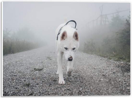 WallClassics - PVC Schuimplaat- Eenzame Witte Hond Lopend over een Pad - 40x30 cm Foto op PVC Schuimplaat