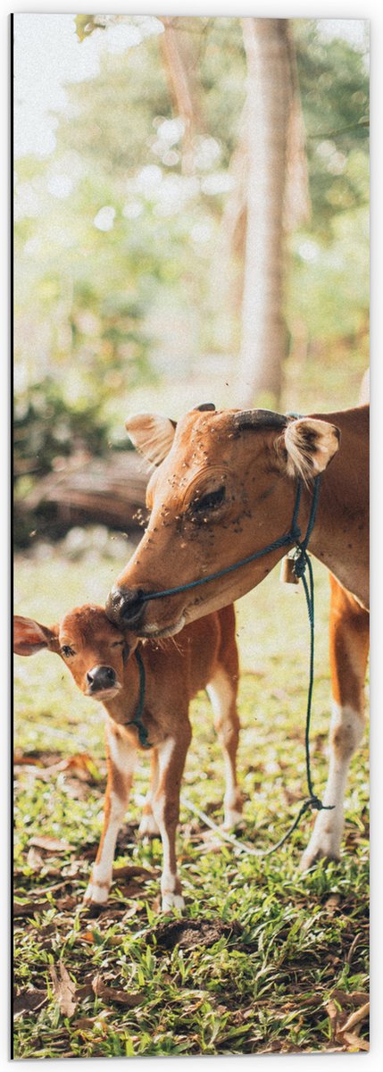 Dibond - Ree met Baby in het Gras van een Bos - 40x120 cm Foto op Aluminium (Wanddecoratie van metaal)