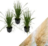 WL Plants - Set van 3 - Cortaderia Selloana - Wit - Pampasgras - Tuinplanten - Siergras - Winterhard - ± 25cm hoog - 9cm diameter - in Kweekpot