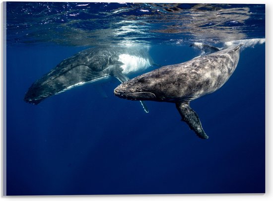 Acrylglas - Duo Walvissen Zwemmend aan Wateroppervlak van Zee - 40x30 cm Foto op Acrylglas (Wanddecoratie op Acrylaat)