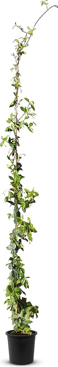 Tropictrees - Toscaanse Jasmijnplant - Klimplant - Wit - Winterhard - Hoogte 170cm - Pot ⌀ 20 cm - sterjasmijn -trachelospermum jasminoides