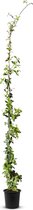 Tropictrees - Toscaanse Jasmijnplant - Klimplant - Wit - Winterhard - Hoogte 170cm - Pot ⌀ 20 cm - sterjasmijn -trachelospermum jasminoides