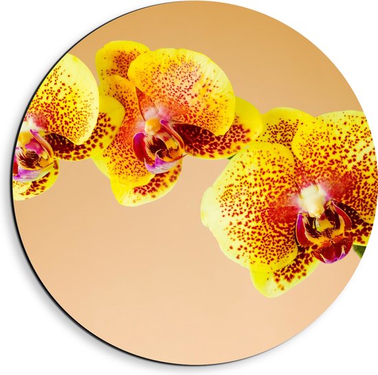 Dibond Muurcirkel - Oranjekleurige Orchidee op Oranje Achtergrond - 40x40 cm Foto op Aluminium Muurcirkel (met ophangsysteem)