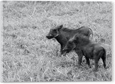 Acrylglas - Duo Zwijntjes in Graslandschap (Zwart- wit) - 40x30 cm Foto op Acrylglas (Wanddecoratie op Acrylaat)