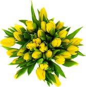 YouFlowers - Gele Tulpen - 50 stelen - Gratis bloemenvoeding - Snijbloemen - Vers van de kweker